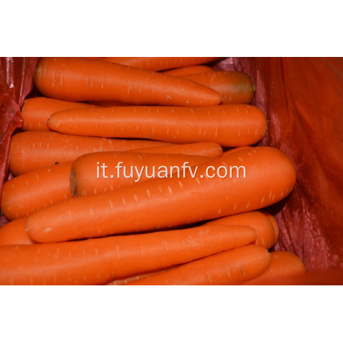 Carota gialla fresca 2019 nuovo raccolto